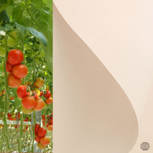 tomatenplantenpapier-lamp
